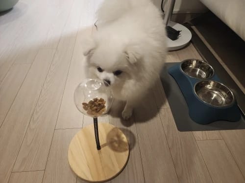 Customer photo review of Cat Tumbler Swing Toy