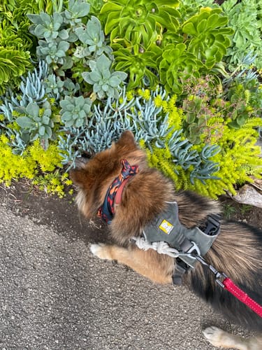 Customer photo review of Terracotta Collar (small)