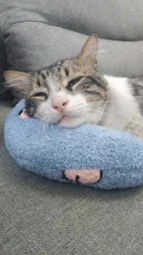 Customer photo review of PillowDream / Cat calming pillow