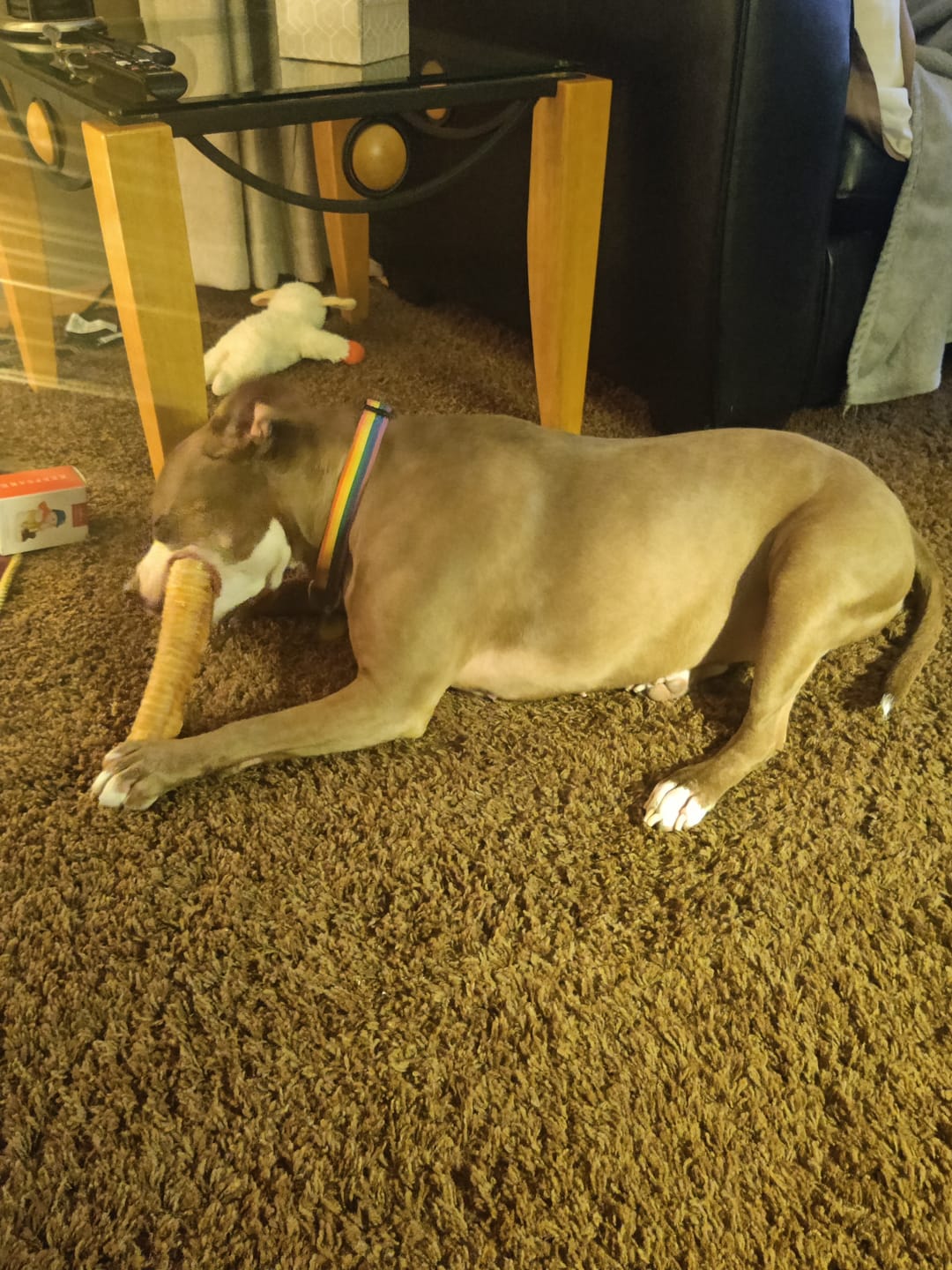 Customer photo review of 12 Inch Beef Trachea