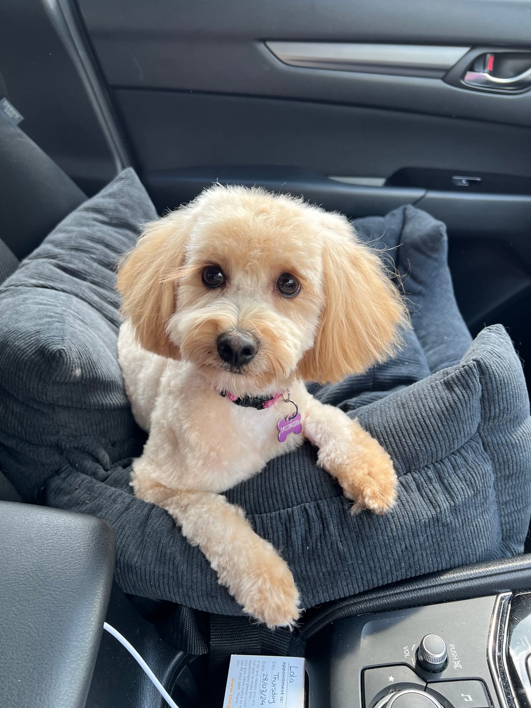 Customer photo review of PaWz Dog Car Booster Seat
