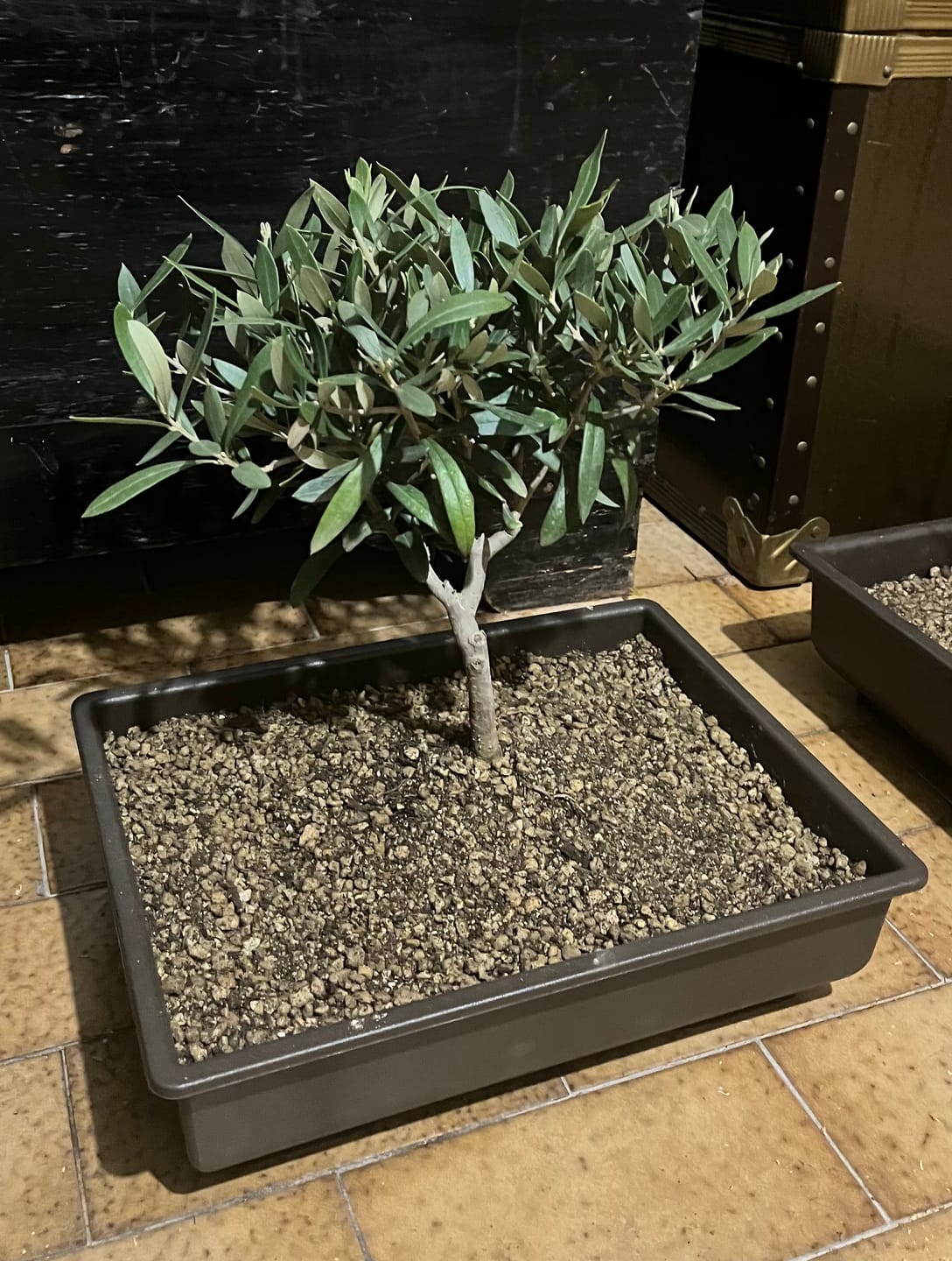 Customer photo review of VASI BONSAI PLASTICA RIGIDA PROFESSIONALI