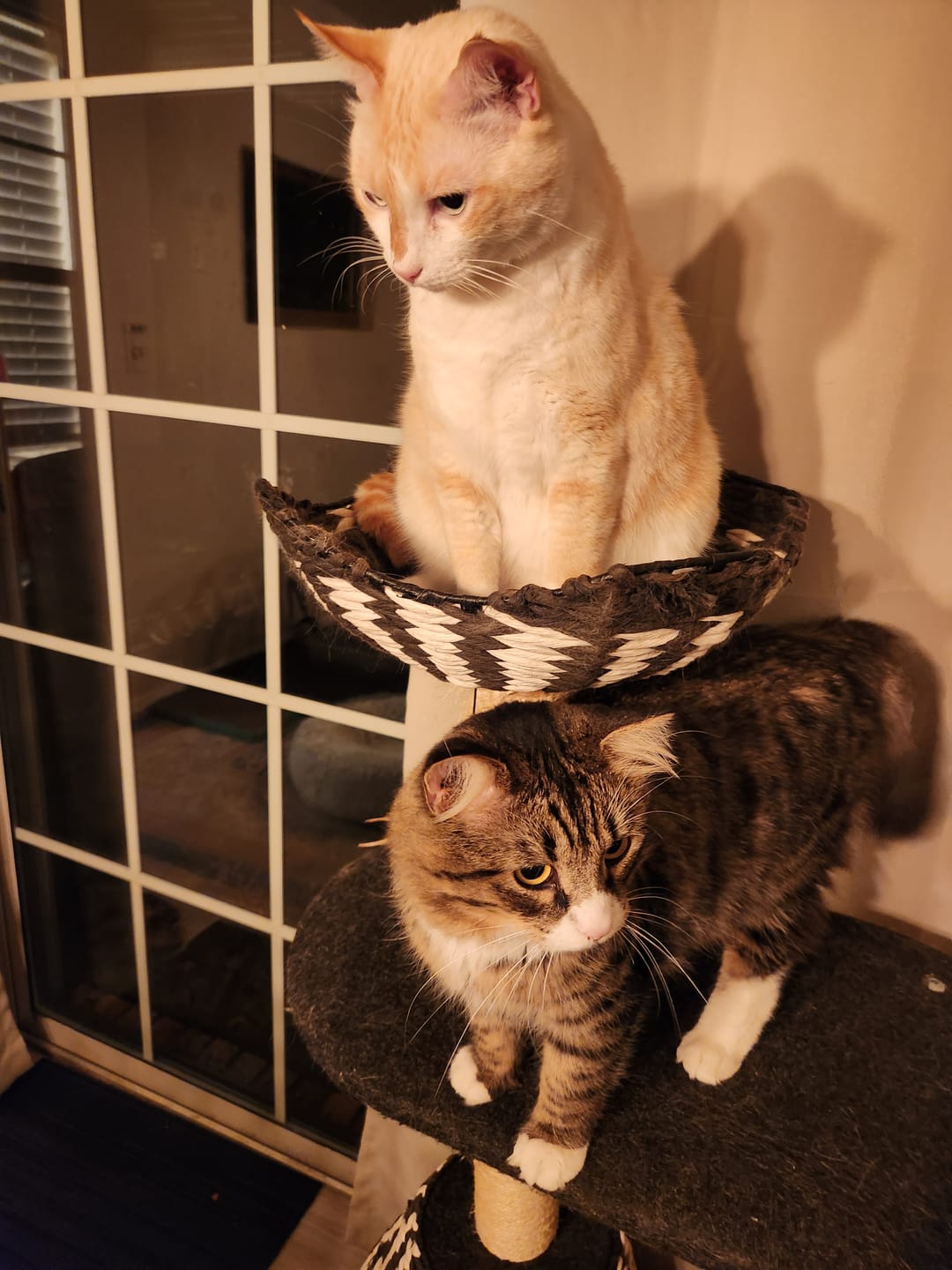 Customer photo review of Cat Calming & Aggression Aid