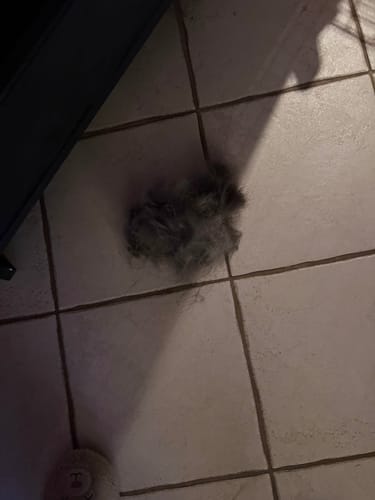 Customer photo review of BROSSE PILPOIL® : LA SOLUTION ULTIME CONTRE LES POILS D'ANIMAUX