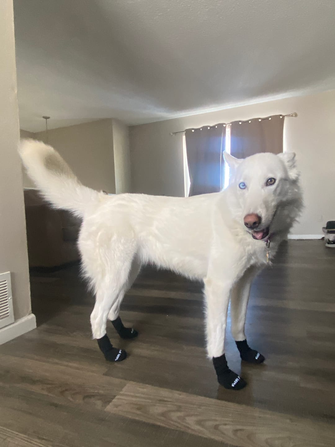 Customer photo review of AIR PUP SOCKS / BOOT LINERS