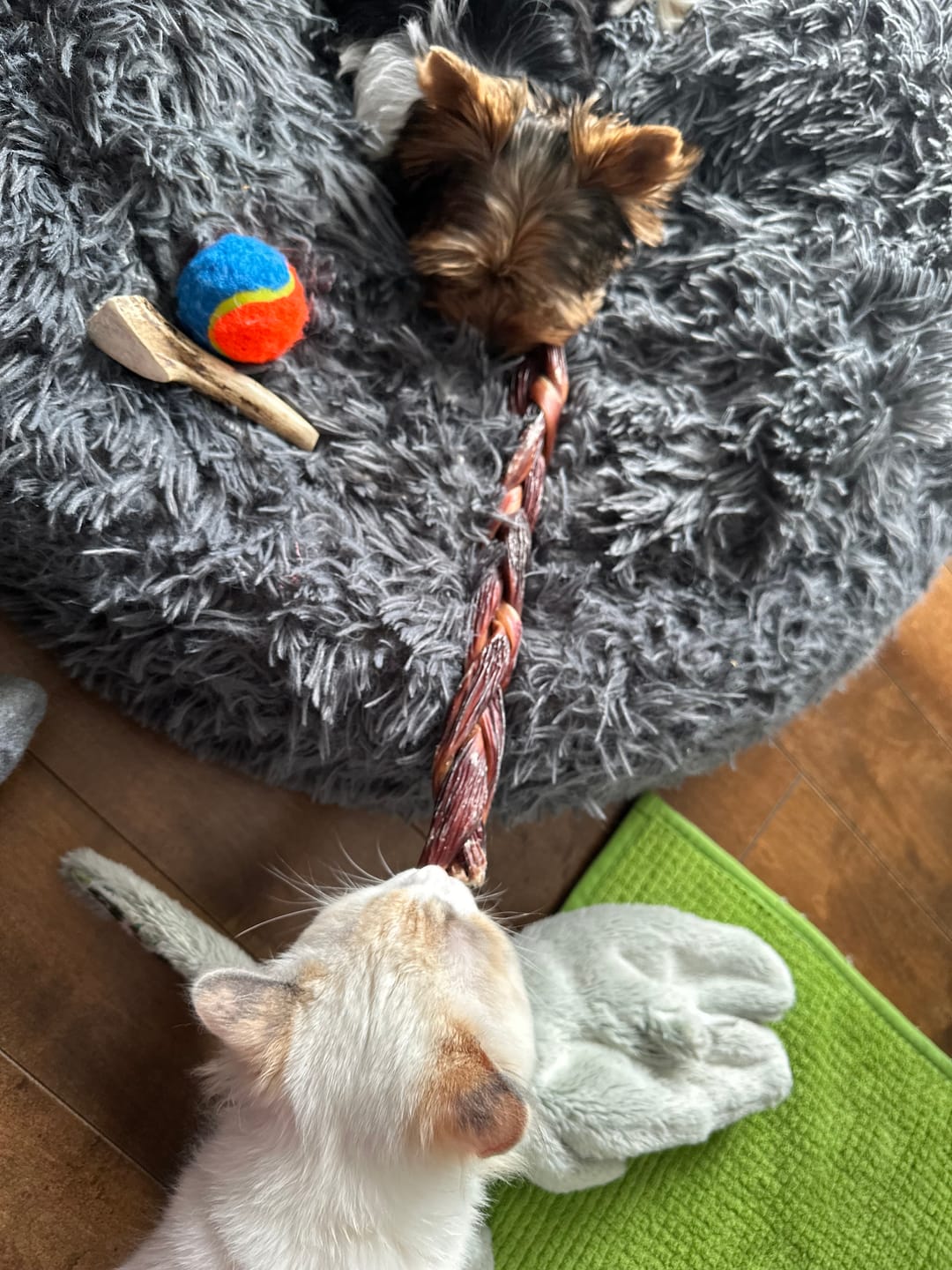Customer photo review of 12 Inch Braided Jerky Stick