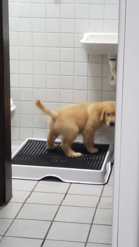 Customer photo review of Weasy Cão