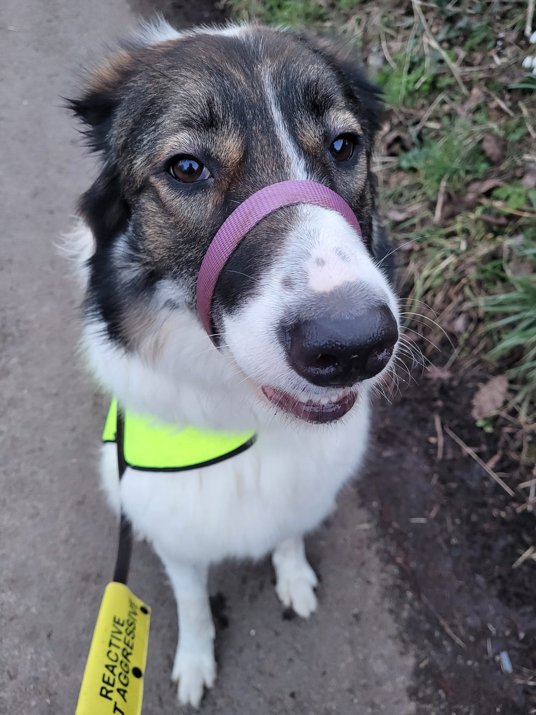 Customer photo review of Total Calm Tablets For Dogs