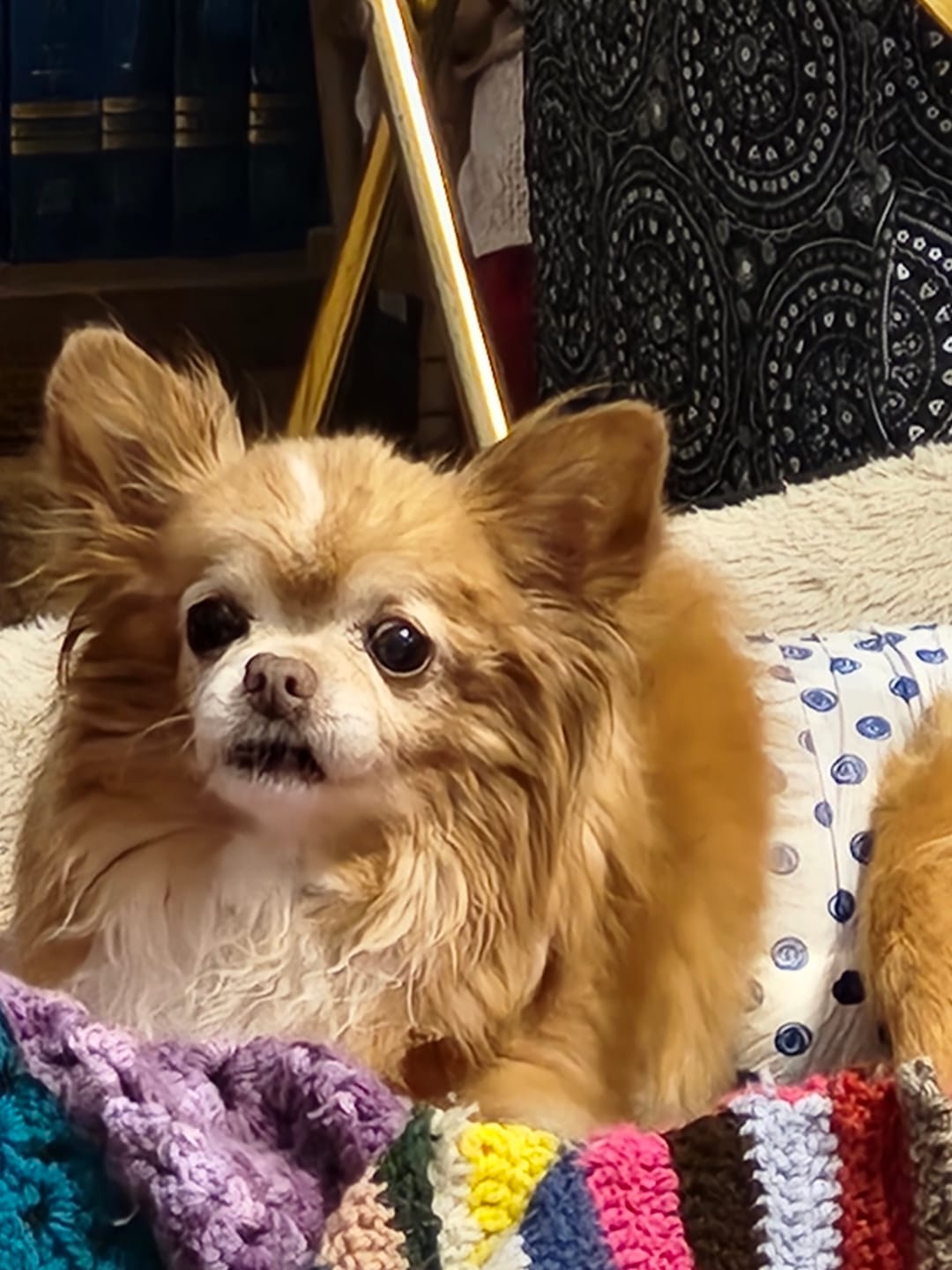 Customer photo review of WALK-EASY™ Extra Strength Natural Pain Relief for Dogs - Helps Dog Joint Pain, Arthritis, ACL, Limping and More