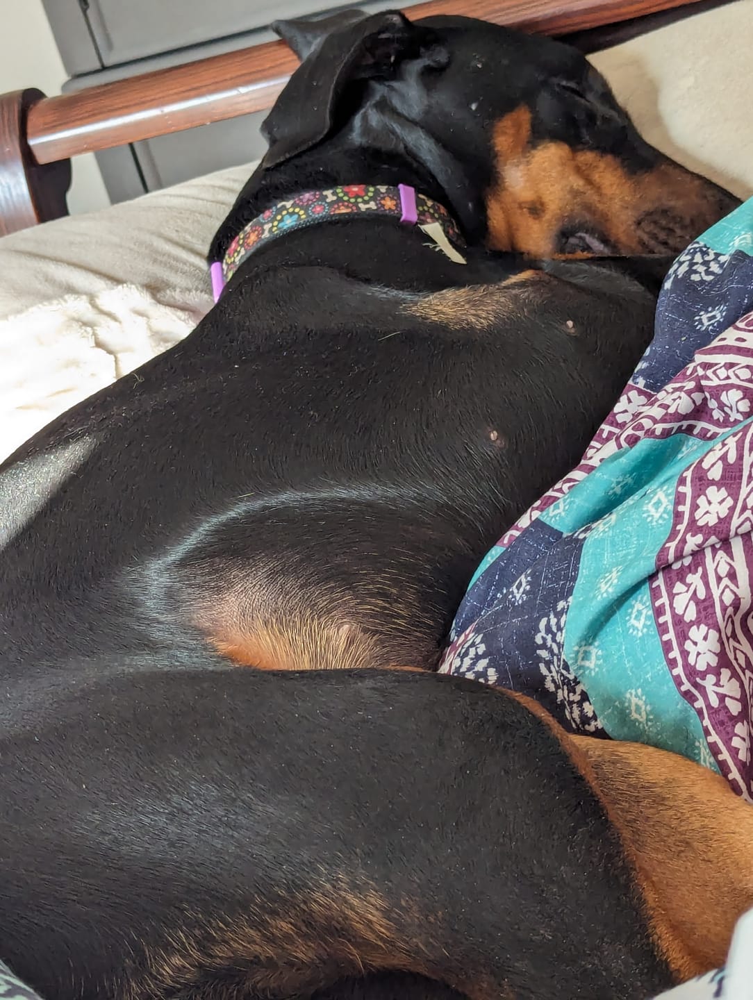 Customer photo review of Hypoallergenic Ostrich + Superfoods 6-item Bundle - 40% off