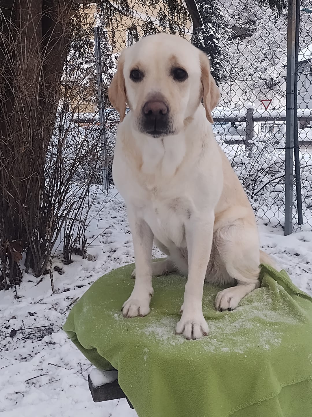 Customer photo review of DNA Test Rassebestimmung Basic Hund