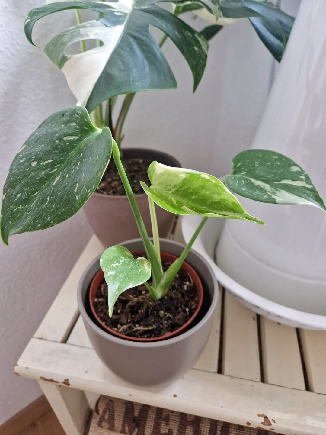 Customer photo review of Monstera Thai Constellation