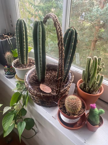 Customer photo review of Cactus Collector Variety Packs | Trichocereus Cactus Variety Packs