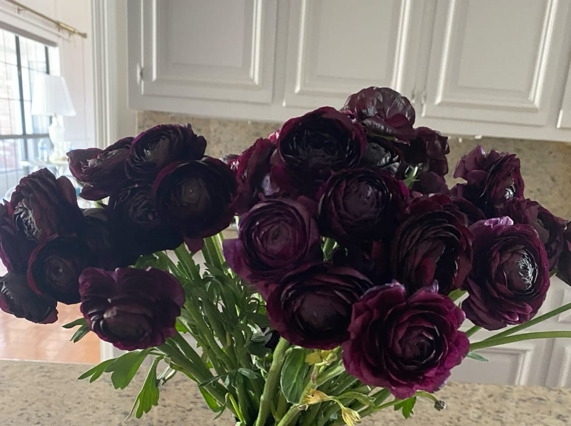Customer photo review of Purple Ranunculus