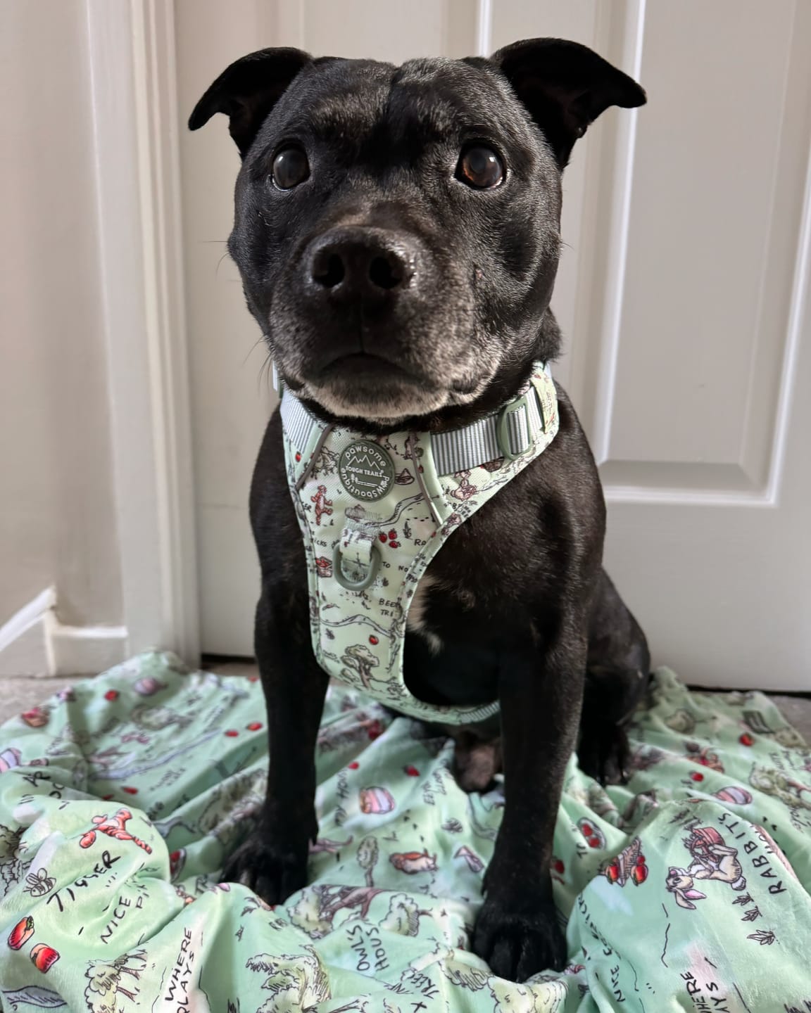 Customer photo review of Tough Trails™ Harness - 100 Aker Wood