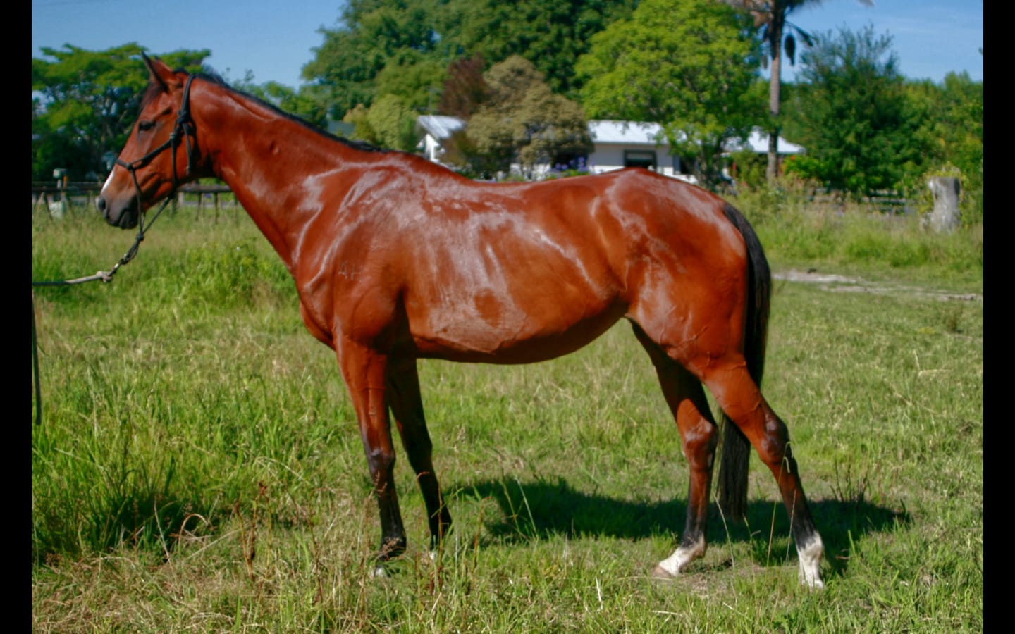 Customer photo review of EquiBind