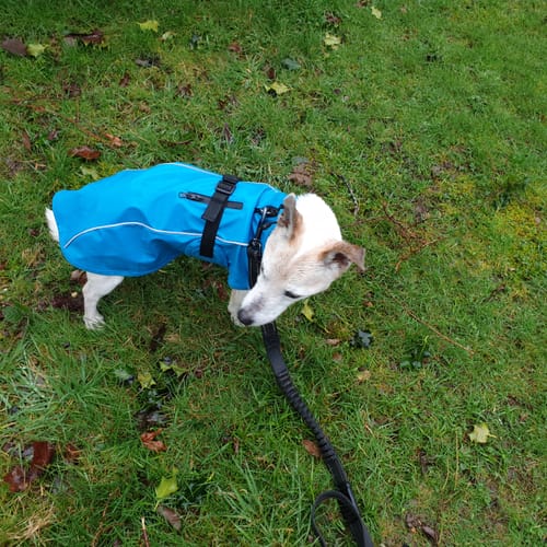 Customer photo review of Vimy Lightweight Waterproof Raincoat with Harness Hole Zip
