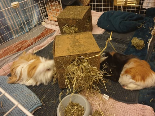 Customer photo review of Meadow Hay Box