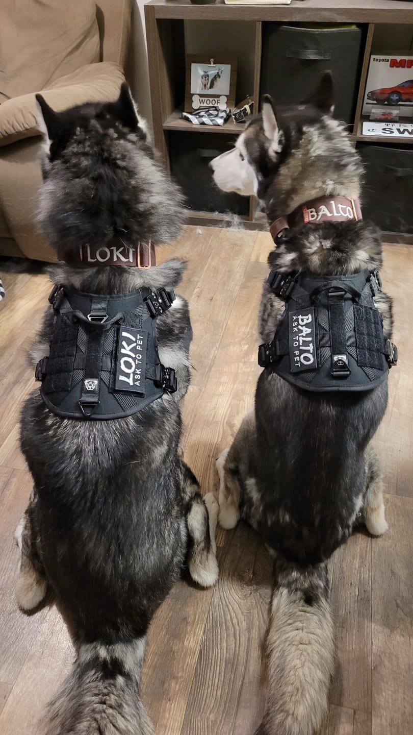 Customer photo review of HNTR 3.0 Dog Harness - Blackout