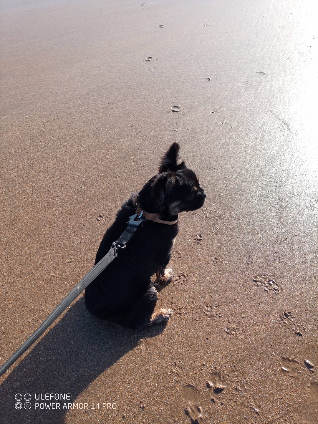Customer photo review of 4cm Combat® Collar | With Handle & Rated Clip - Military Tan v2.0