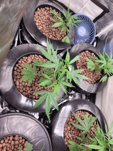 Customer photo review of 8" Net Pot Bucket Lid