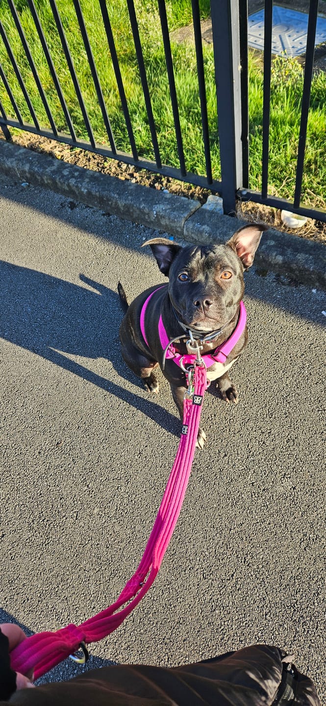 Customer photo review of TRI-Harness® | Anti-Pull, Adjustable & Durable - Dog Trainers Choice - Magenta v2.0