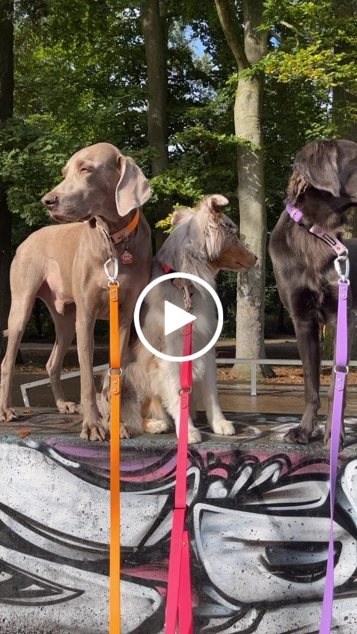 Customer video review of The Multi QuickLead™ - Dog Leash