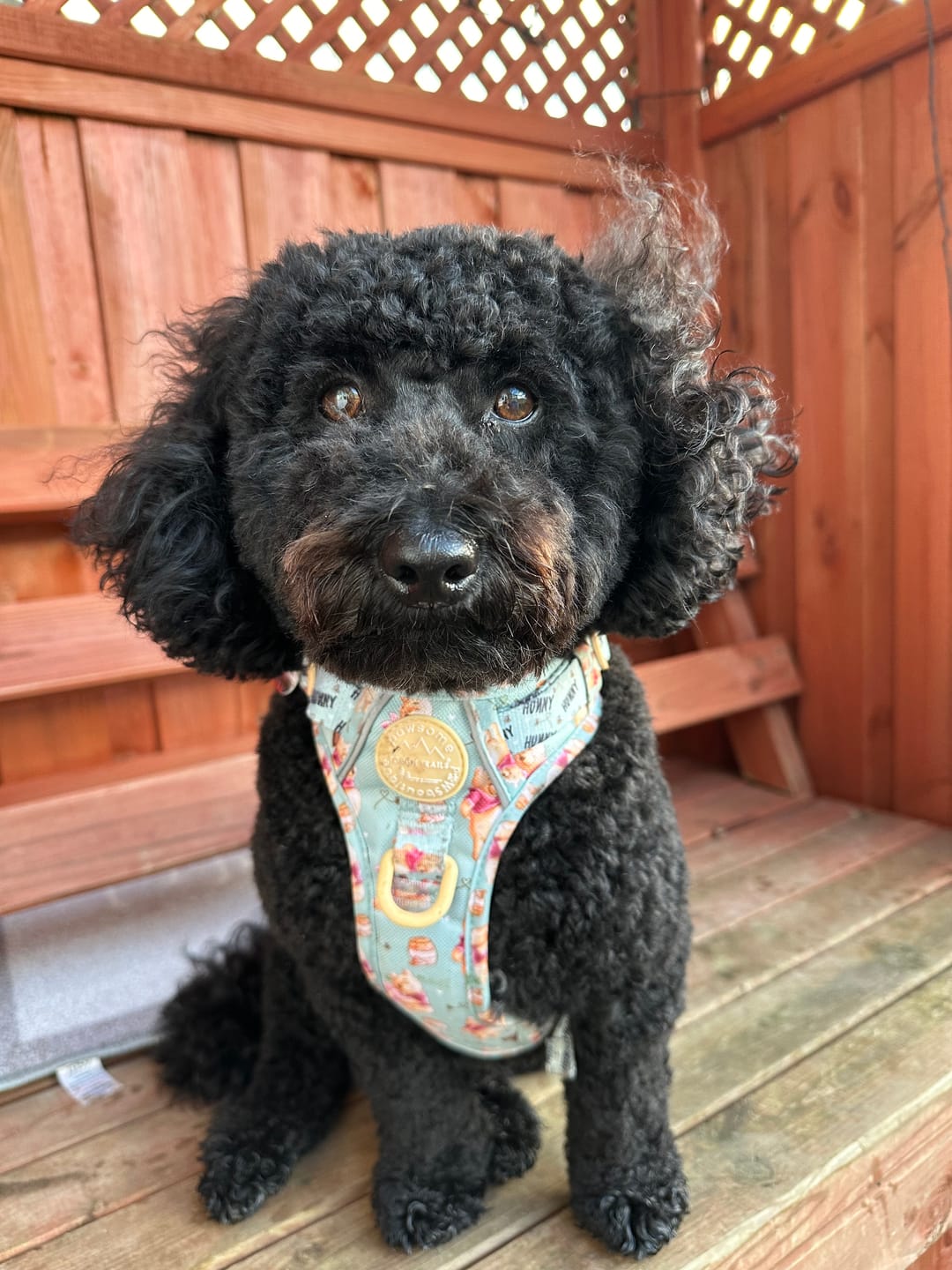 Customer photo review of Tough Trails™ Harness - Winnie The Pooh