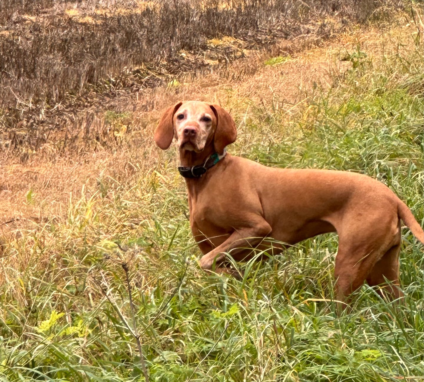 Customer photo review of Rechargeable Anti Bark Training Collar - Sound & Vibration - No Shock