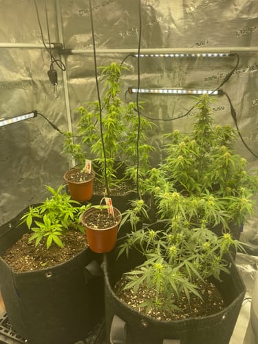 Thomas review of FGI Square 320W Smart LED Grow light built-in WiFi connectivity.