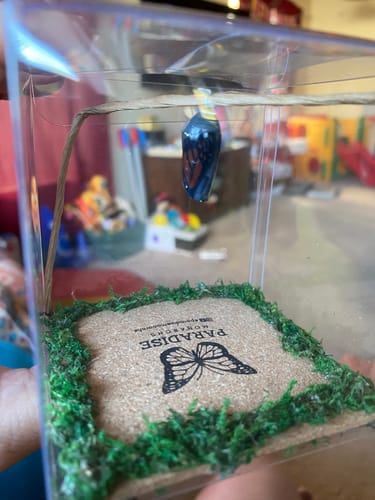 Customer photo review of Classic Live Monarch Butterfly Chrysalis Box