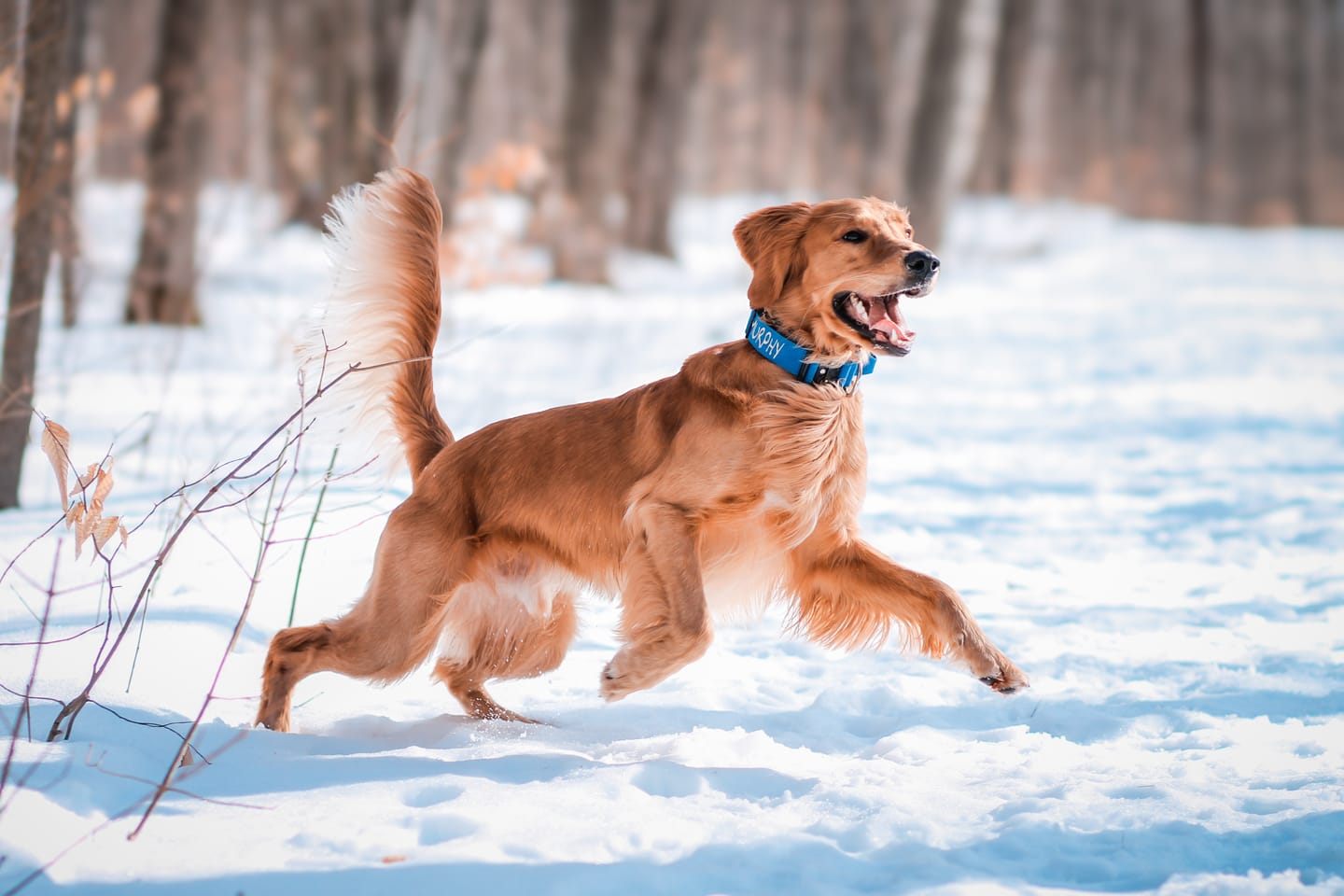 Customer photo review of 1.5" Tacti Slim Dog Collar - Cobalt