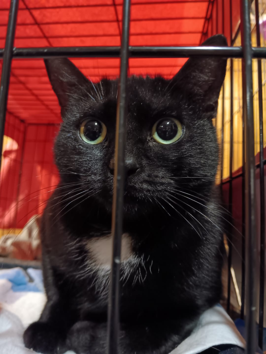 Customer photo review of Cat Allergy Relief & Immune Support