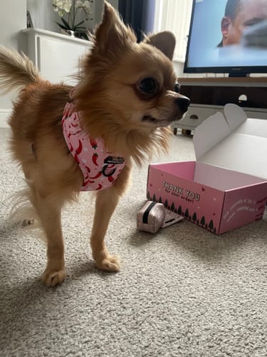 Customer photo review of Adjustable Harness - Chilli Dog