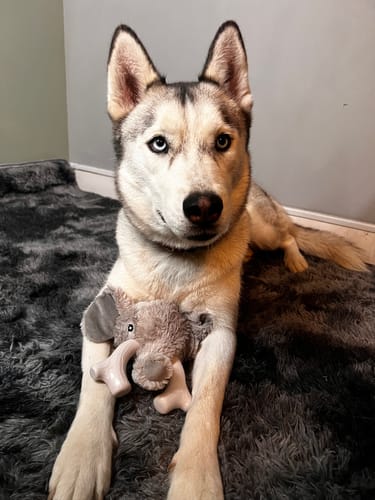 Customer photo review of Knuckleheads 2-in-1 Toy