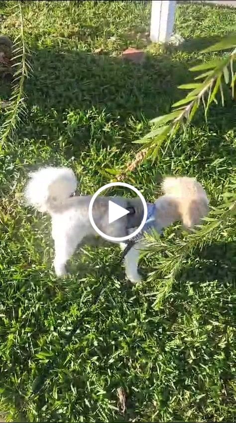 Customer video review of Mange Relief for Dogs - Treatment for Itchiness, Scabs, & Hair Loss Caused by Mites