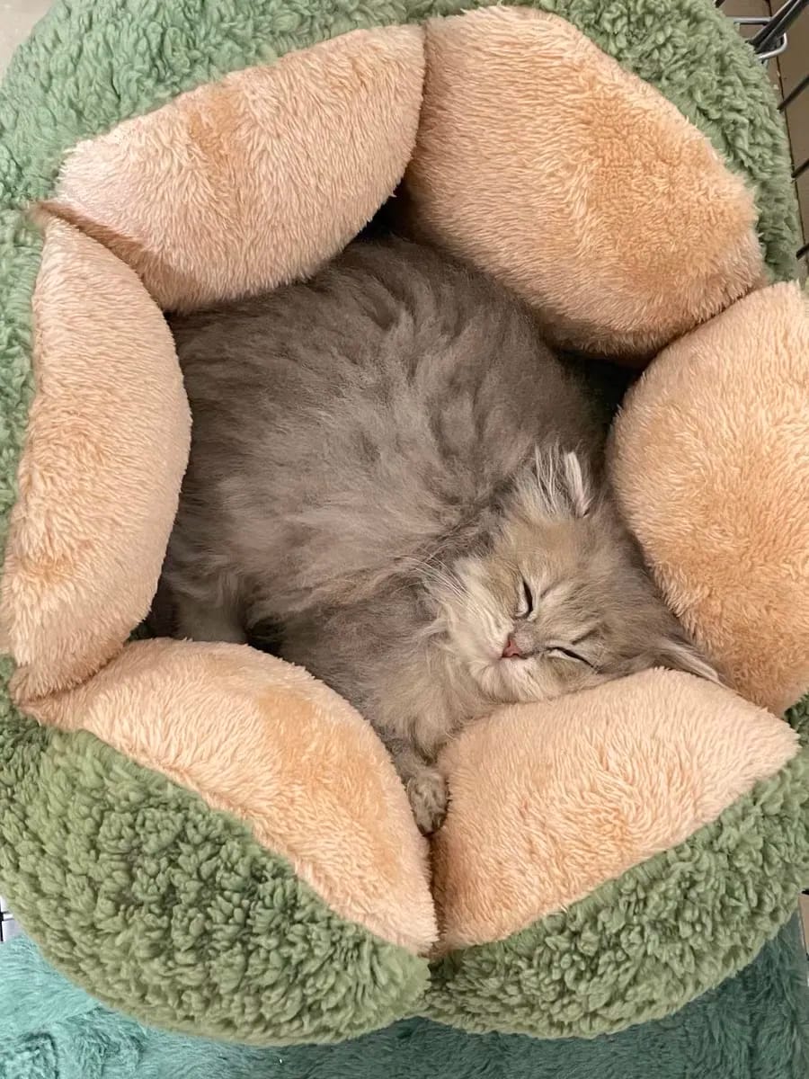 Customer photo review of Cactus Bed