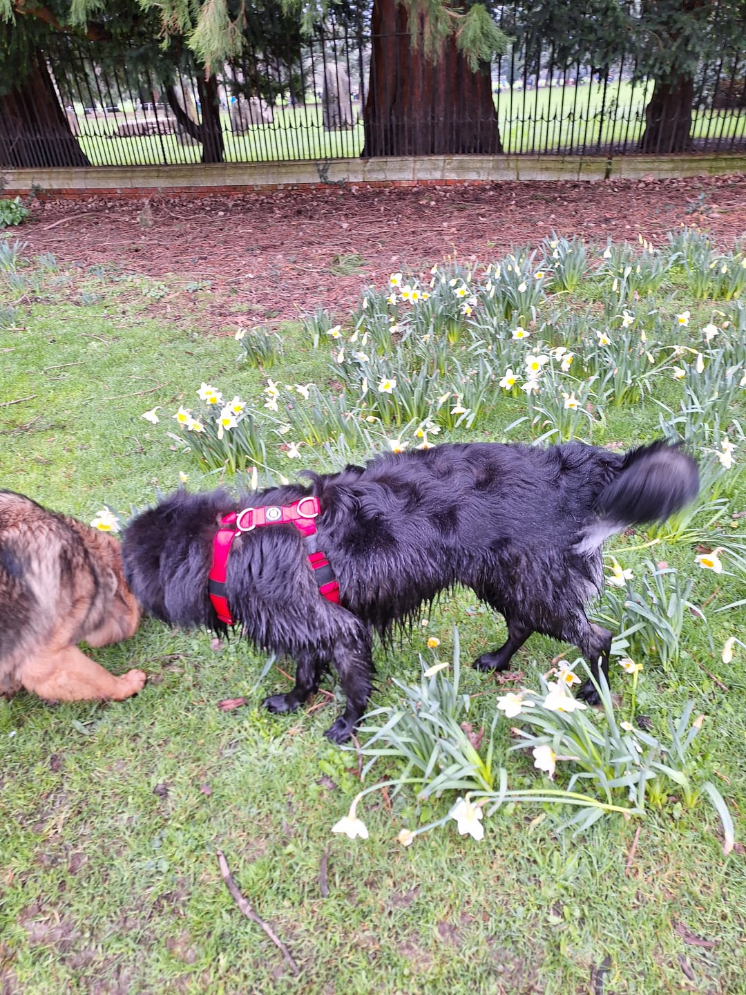 Customer photo review of TRI-Harness® | Anti-Pull, Adjustable & Durable - Dog Trainers Choice - Red v2.0