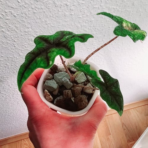 Customer photo review of Muddis Erde - Mineralisches Substrat