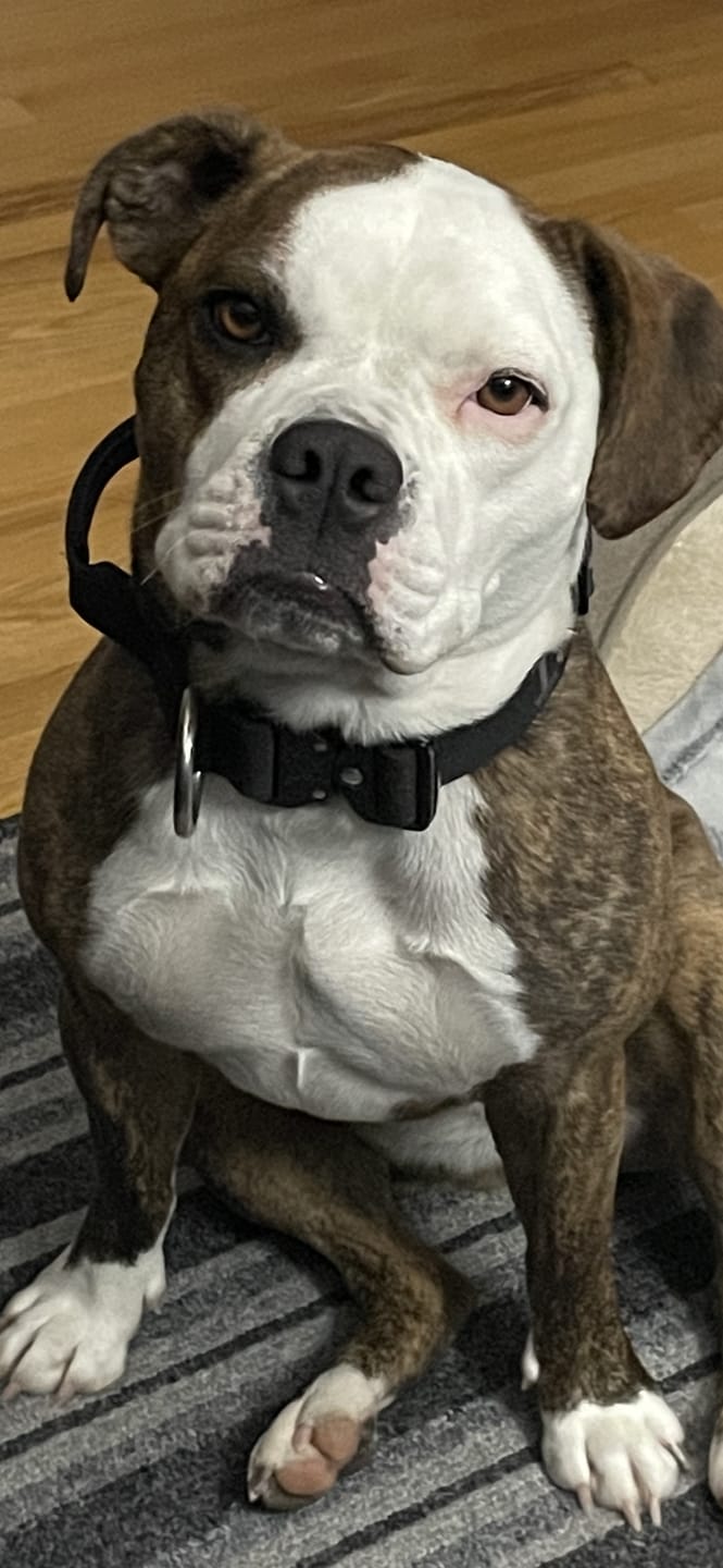 Customer photo review of Traffic Dog Leash - Black