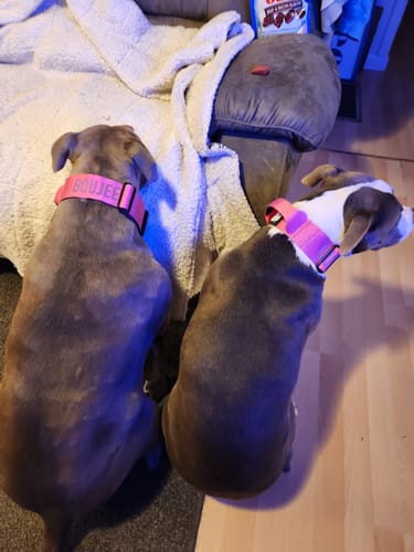 Customer photo review of Pink Bully Proof Collar