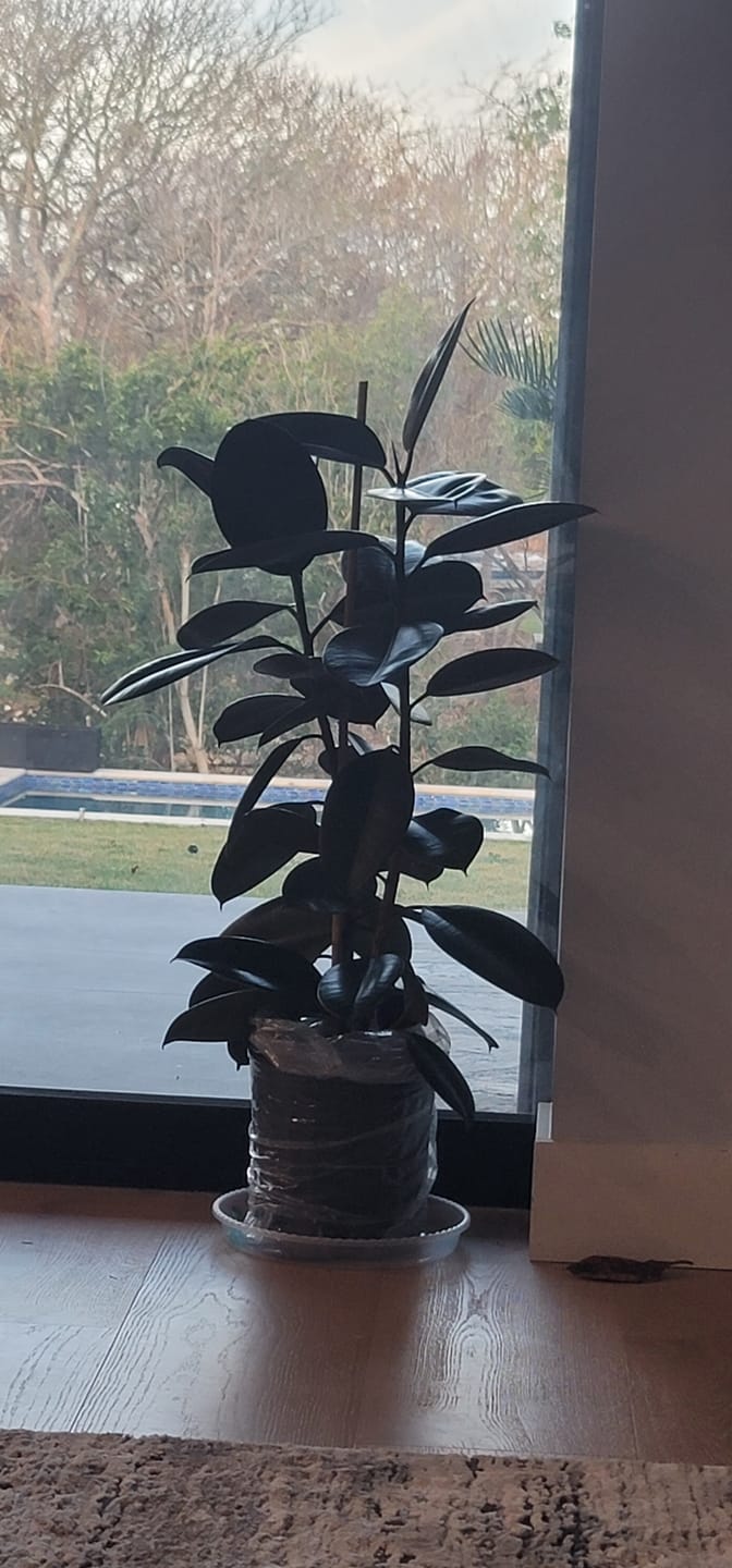Customer photo review of Ficus Burgundy Bush, Rubber Tree