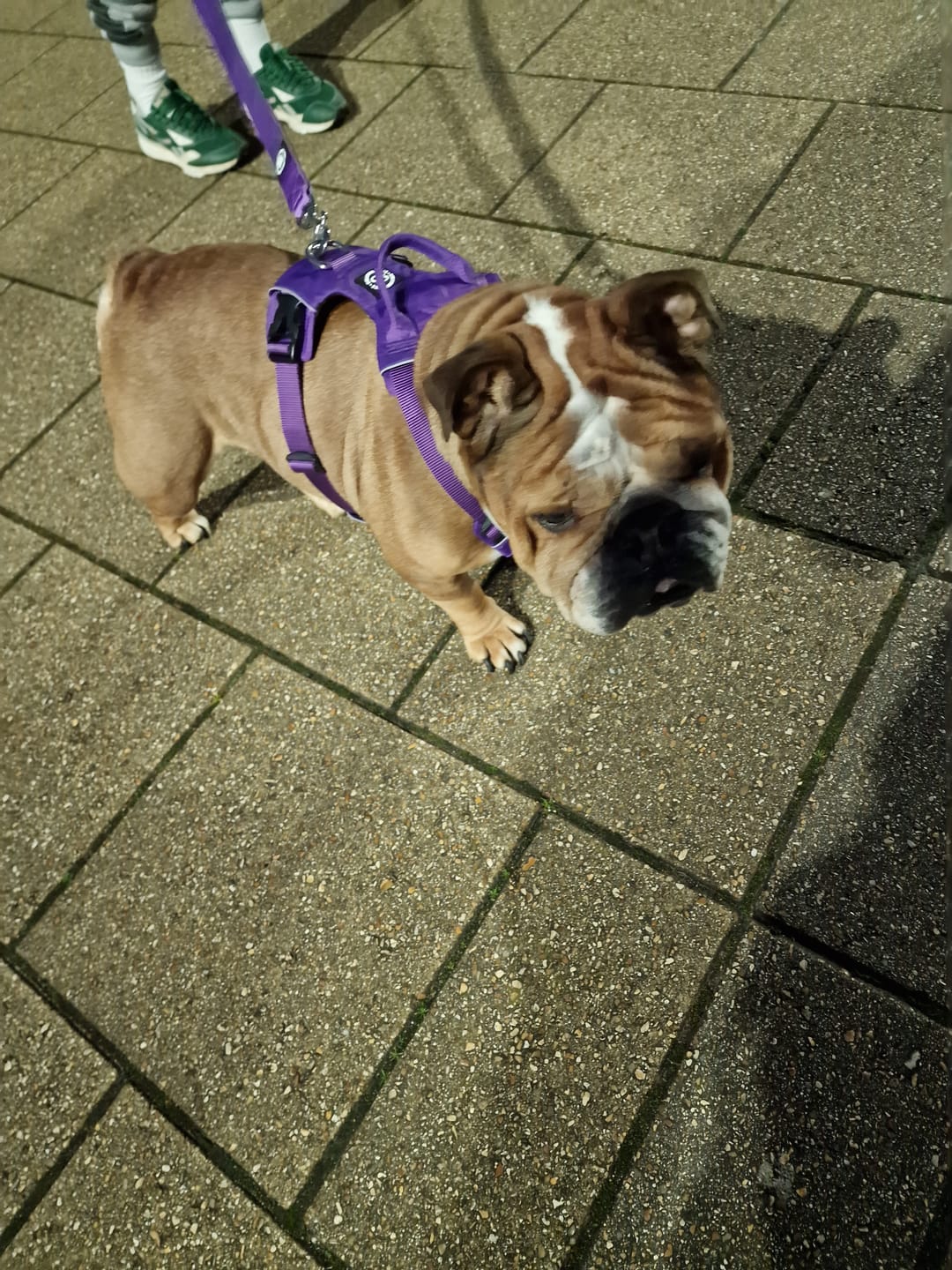 Customer photo review of Air Mesh Harness - Anti-Pull, With Handle, Non Restrictive & Adjustable - Purple