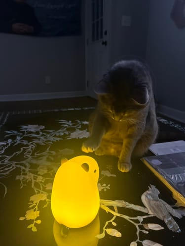 Customer photo review of Rechargeable Capybara Lamp