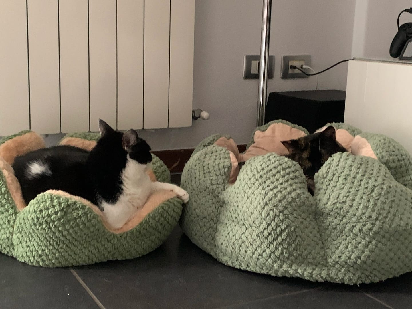 Customer photo review of Cactus Bed