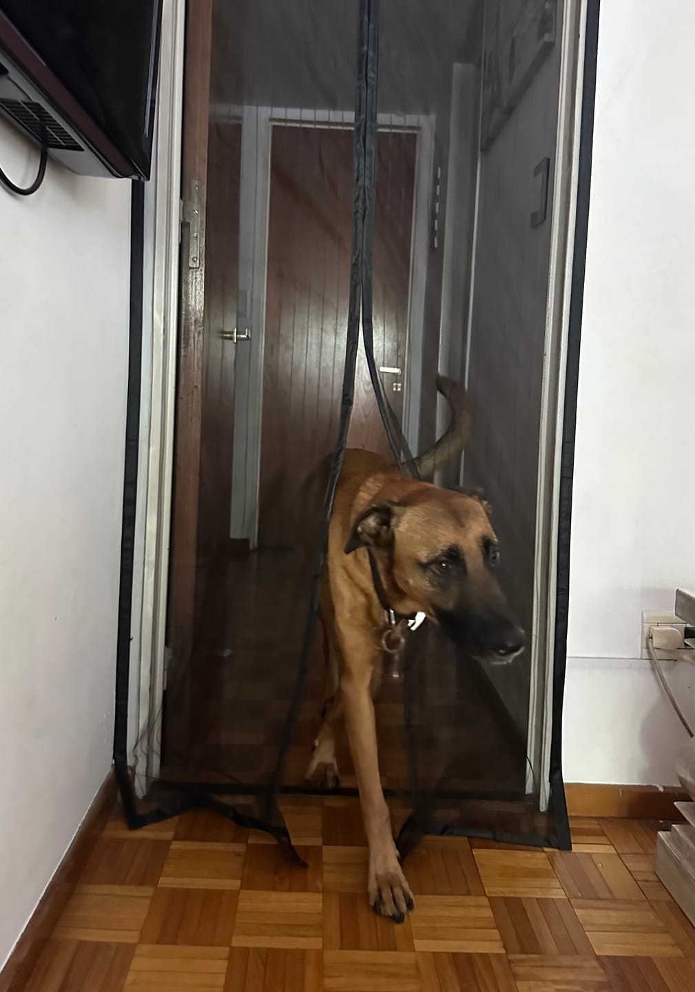 Customer photo review of Cortina Mosquitero Netqueen Magnético Milhome