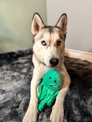 Customer photo review of Clean Earth Plush - 100% Sustainable