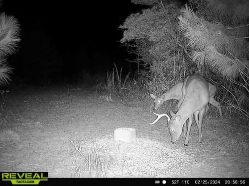 Customer photo review of STOCKPILE™ DEER BLOCK - 20 LBS