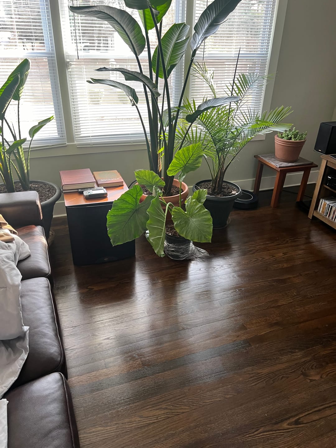 Customer photo review of Alocasia Black Stem, Elephant Ears, Live Tropical Plant