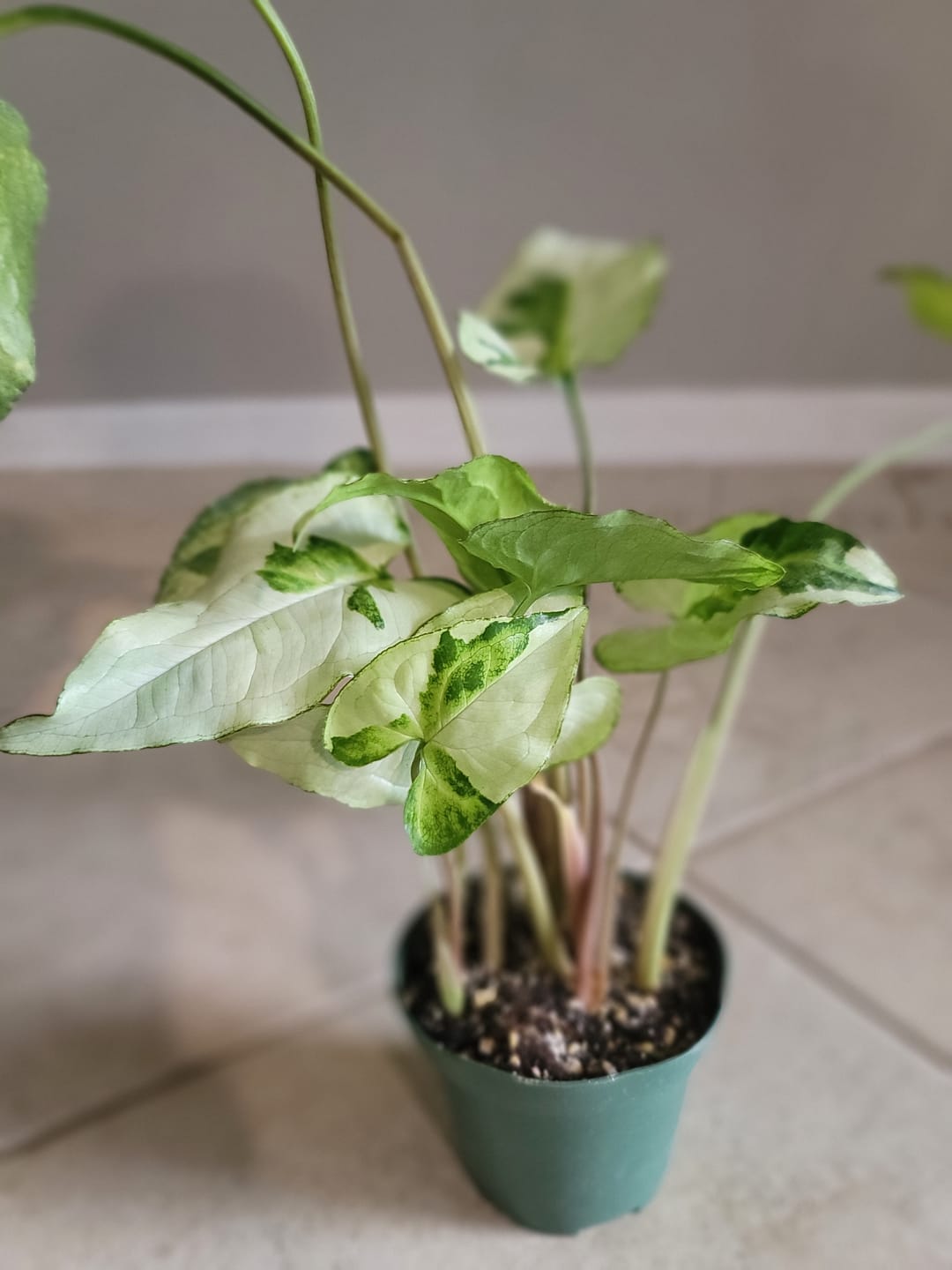 Customer photo review of Syngonium podophyllum 'Three Kings'
